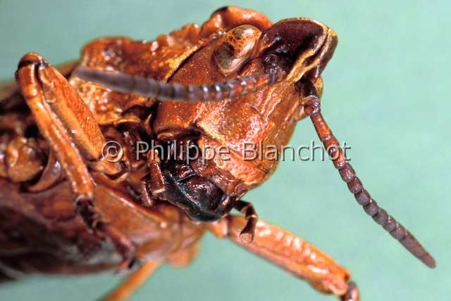 Dictyophorus griseus.JPG - Dictyophorus griseus (Portrait)CriquetLocustOrthopteraPyrgomorphidaeCongo